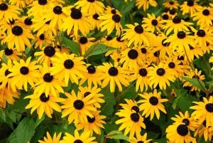 Black-eyed Susans