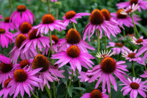 Coneflowers