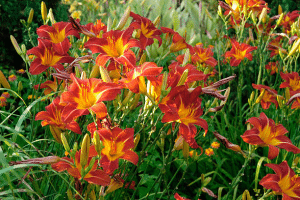 Daylilies