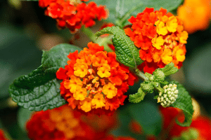 Lantana “Miss Huff”