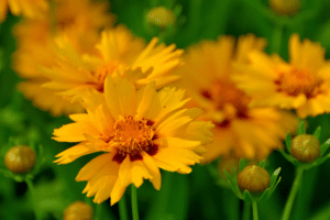 Coreopsis